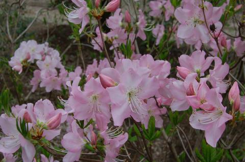 クロフネツツジ | 株式会社 中西園材
